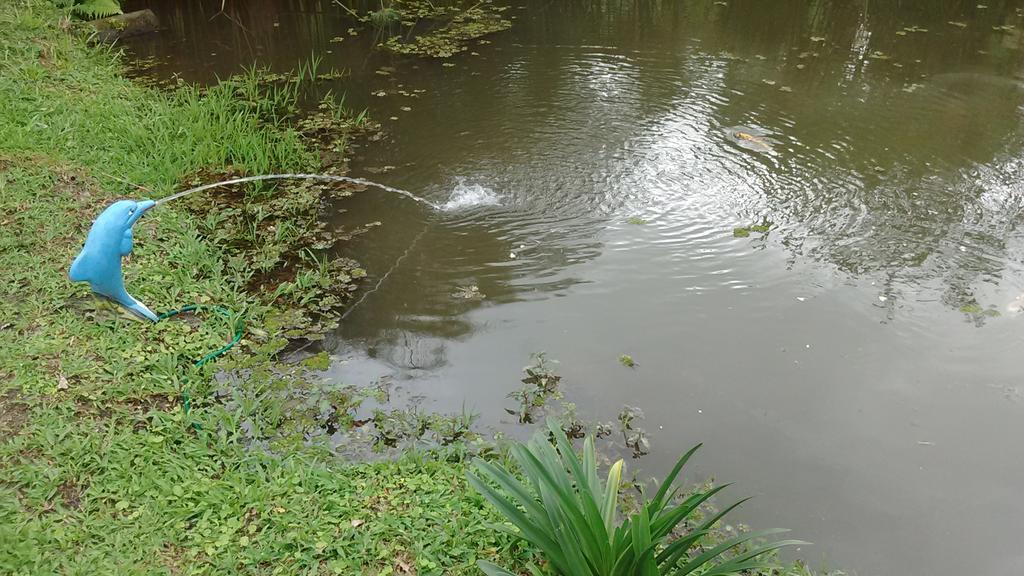 Sitio E Pousada Recanto Dos Ipes Teresópolis エクステリア 写真